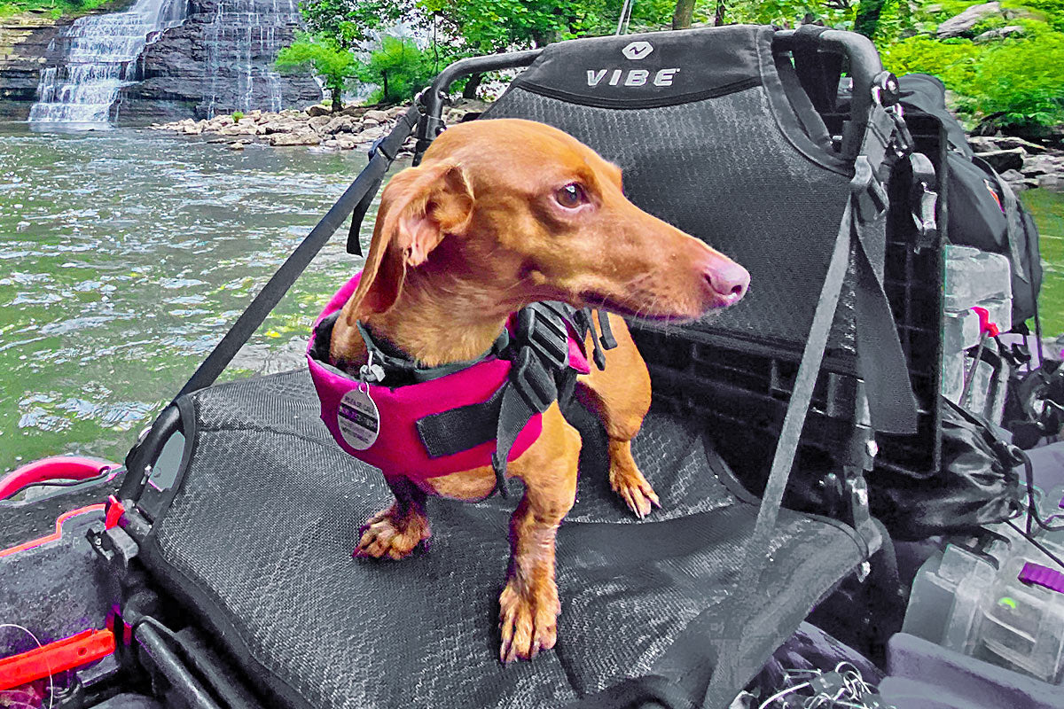 Comment faire du kayak avec des chiens