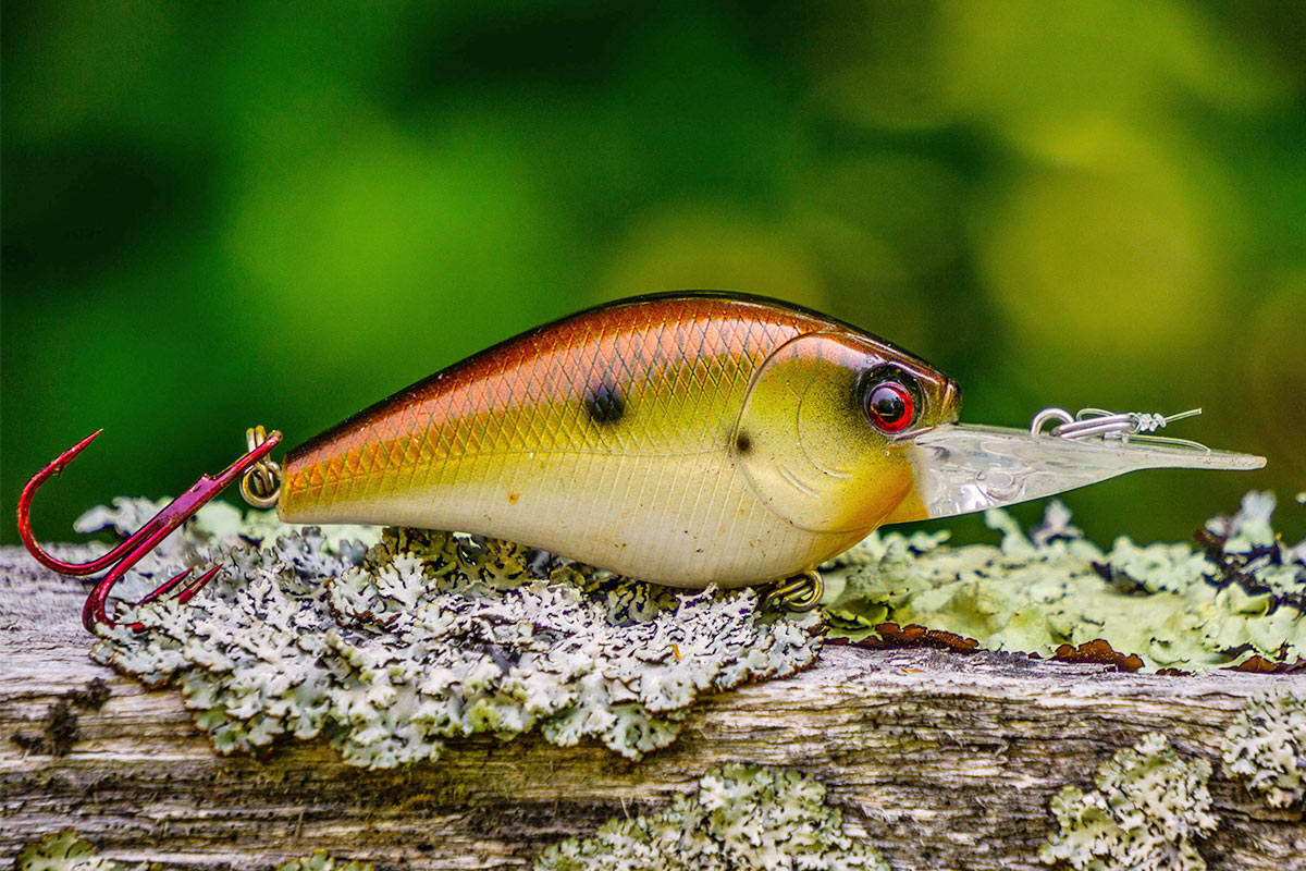 3 CONSEILS POUR ATTRAPER LE BAR DANS L'HERBE À L'AIDE D'UN CRANK BAIT